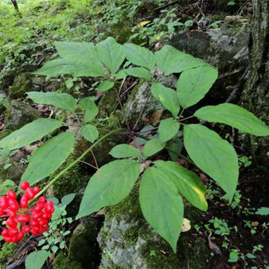 百草之王