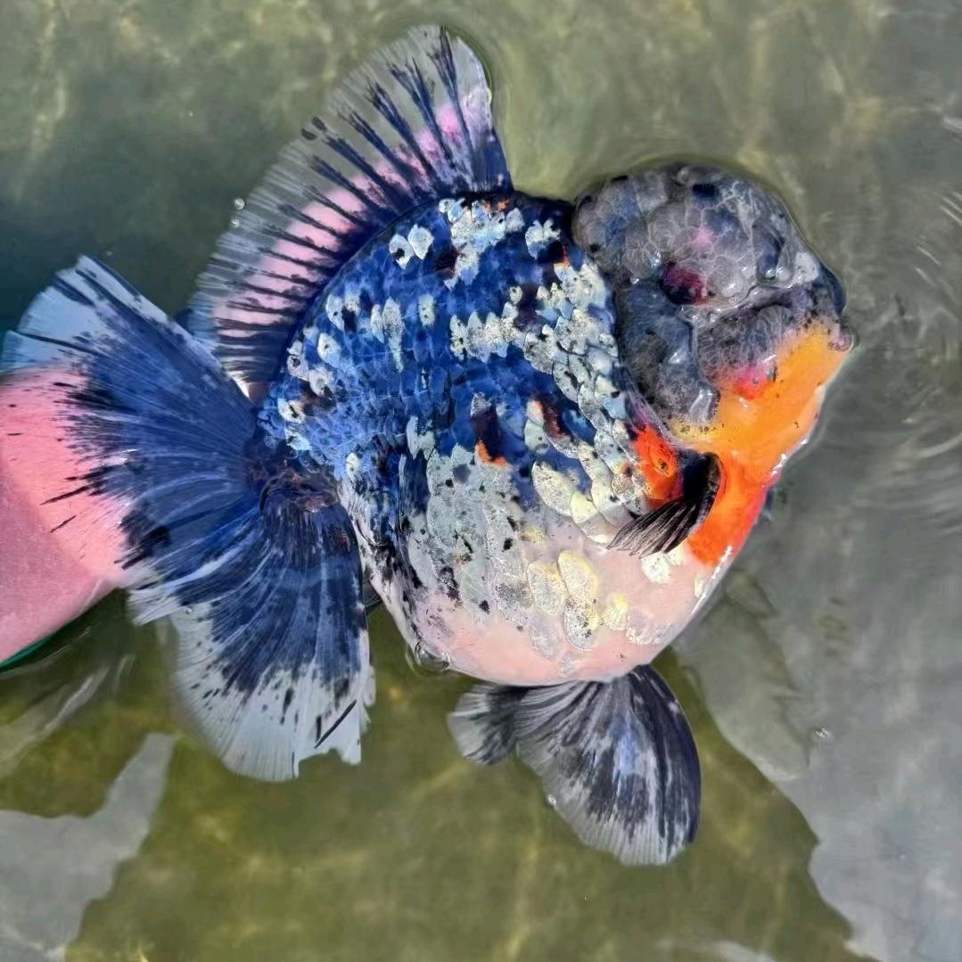 西双版纳大拇指金鱼