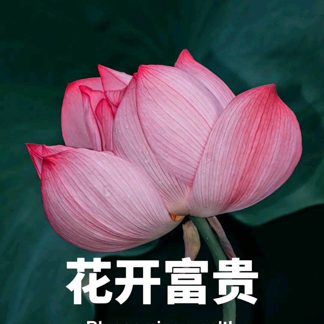 皮牛火
