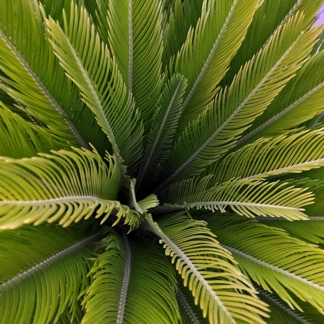阿诗丹顿厨房电器