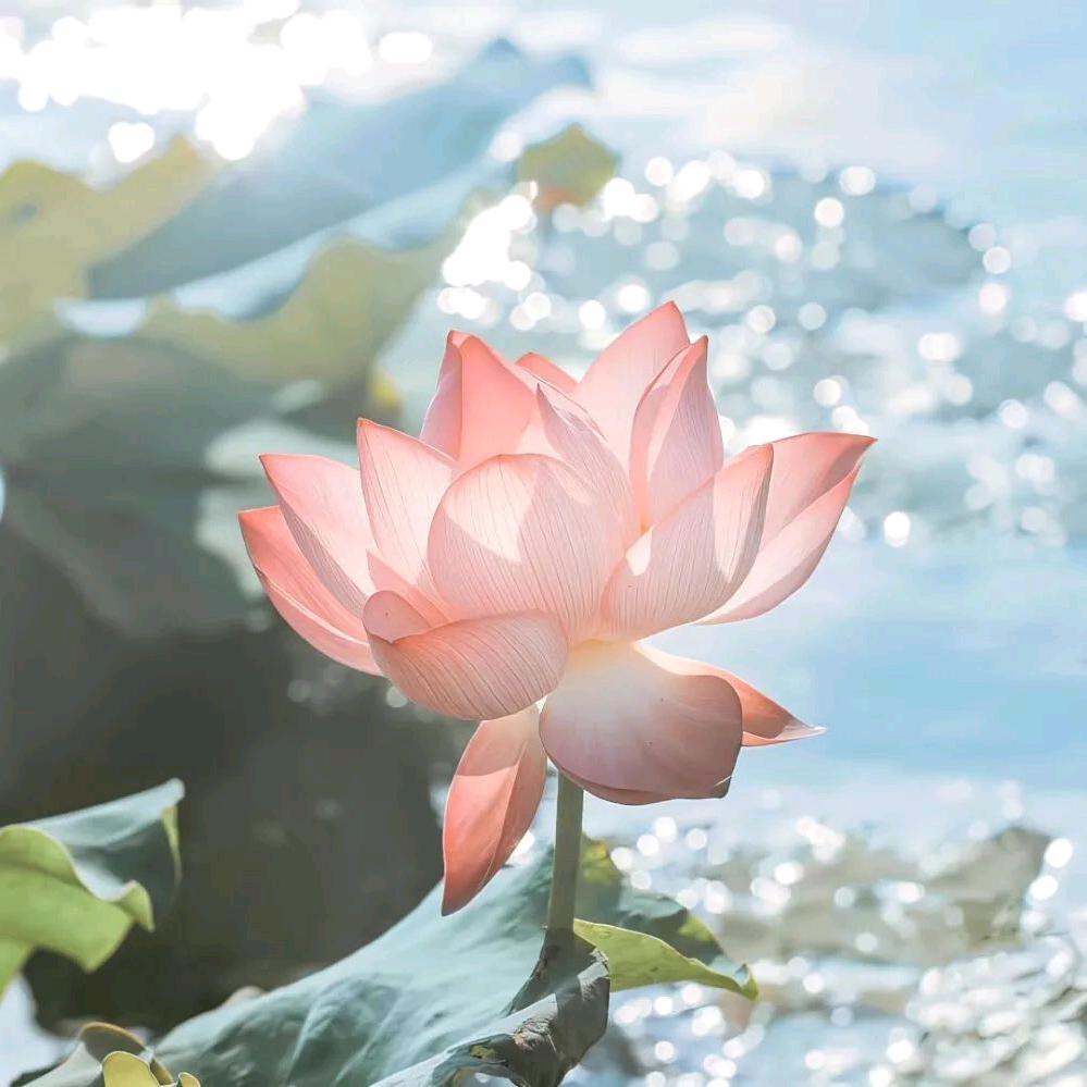 🌸芳🌈