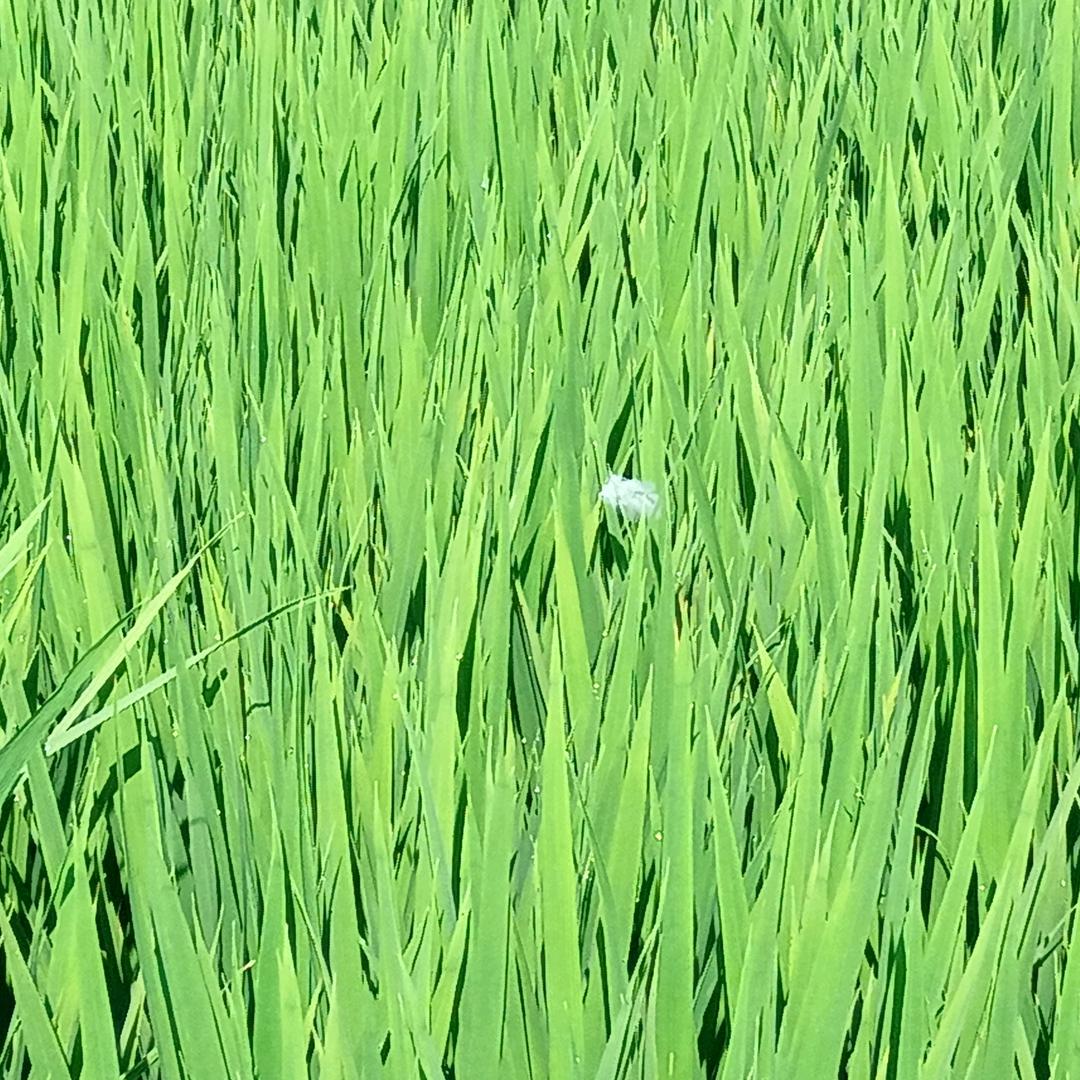 苏苏