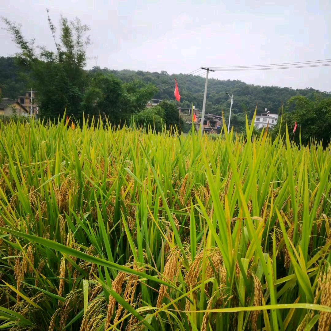 深圳26号贪吃舌