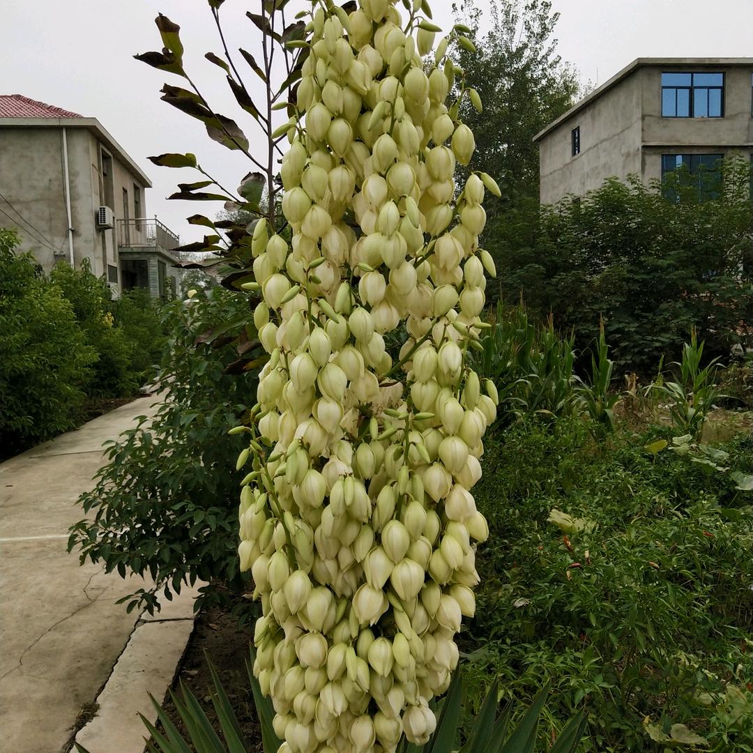 传旗