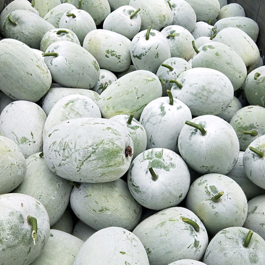 尉氏县铁锤种植专业合作社