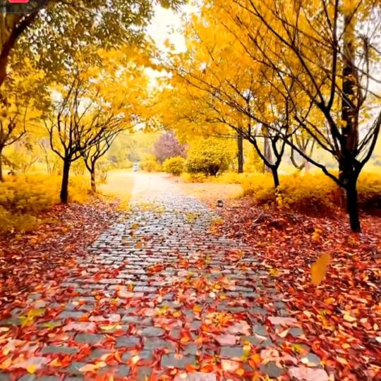 落叶🍂知秋🌾