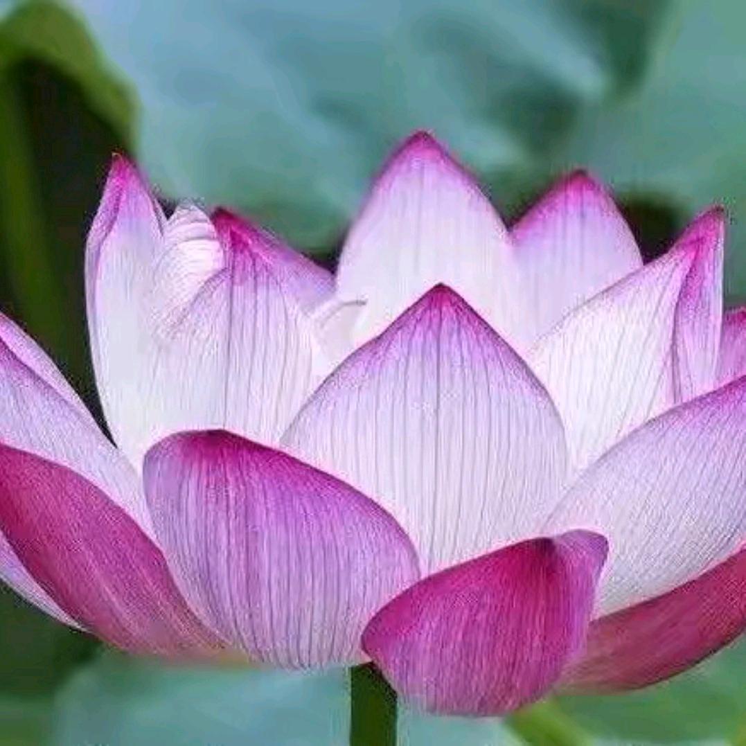 一朵莲花