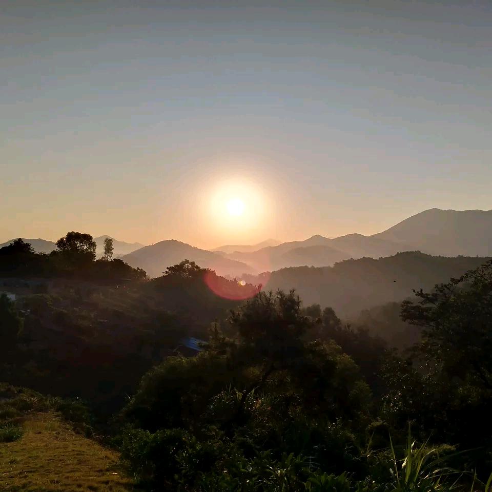 春砂仁