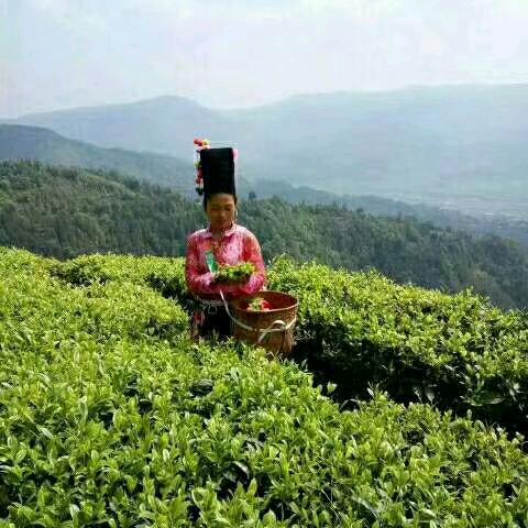 阿昌茶妹子
