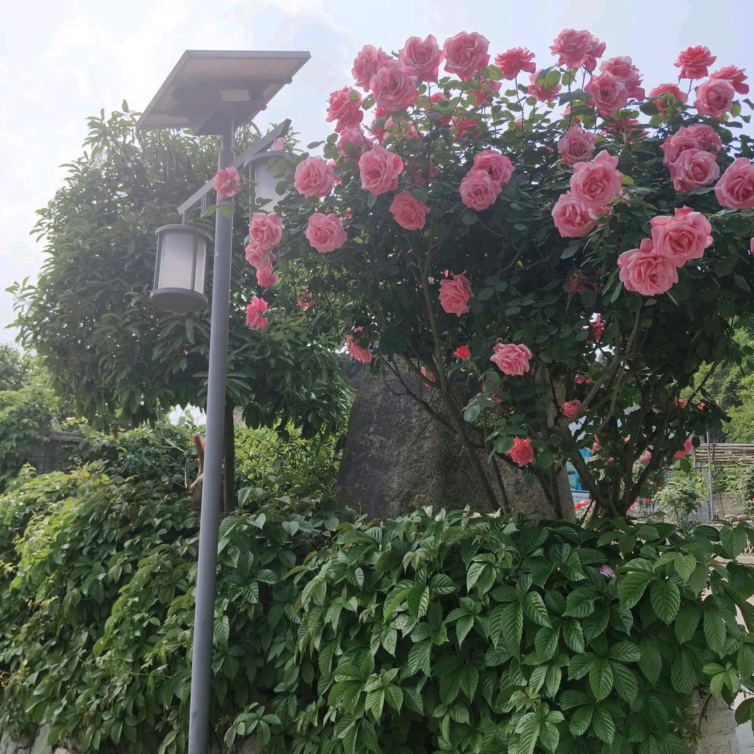 💔⃟谢你ꦻꦼ绝꯭情ꦿꦁ᭄