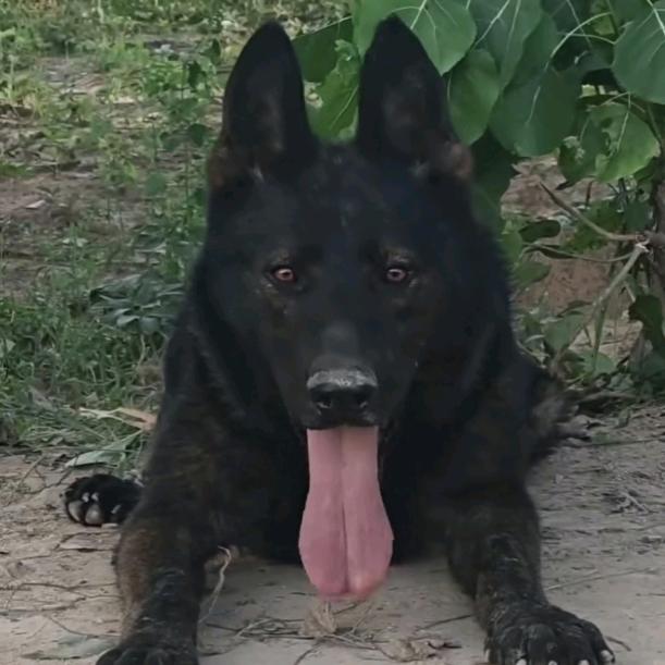 专业繁殖东德牧羊犬