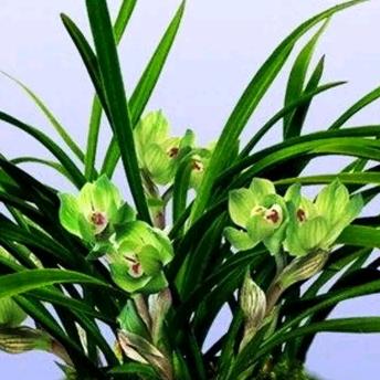 🍃🌺君子兰🌺🍃