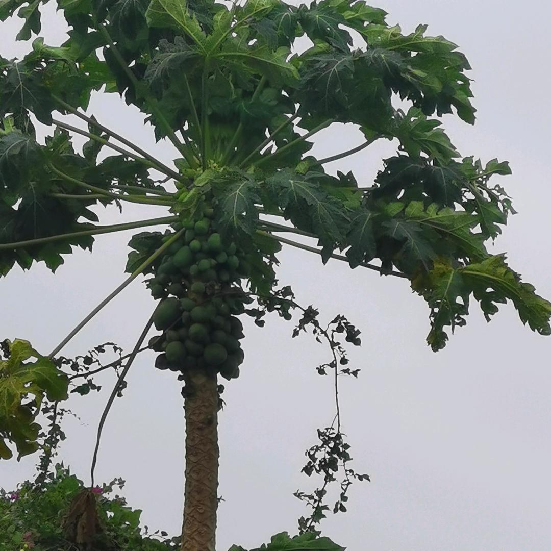 迷茫的爱