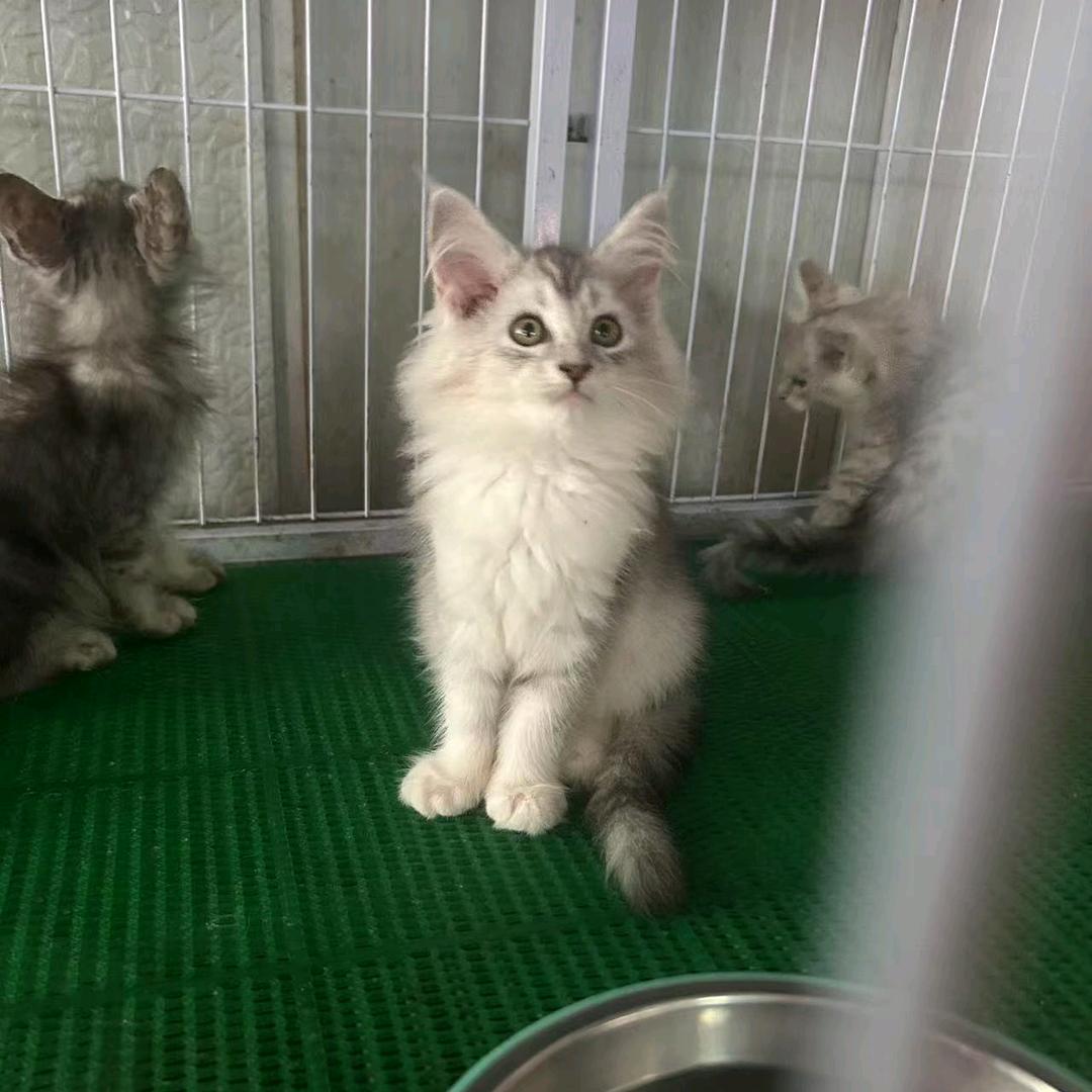 石家庄小猫传递者（家养版缅因大王）