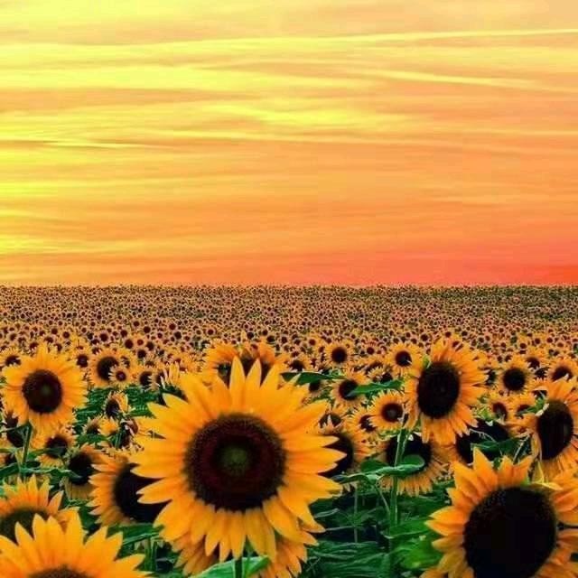 @农村夏天的彩虹