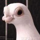 宁夏中卫邹庆祝137