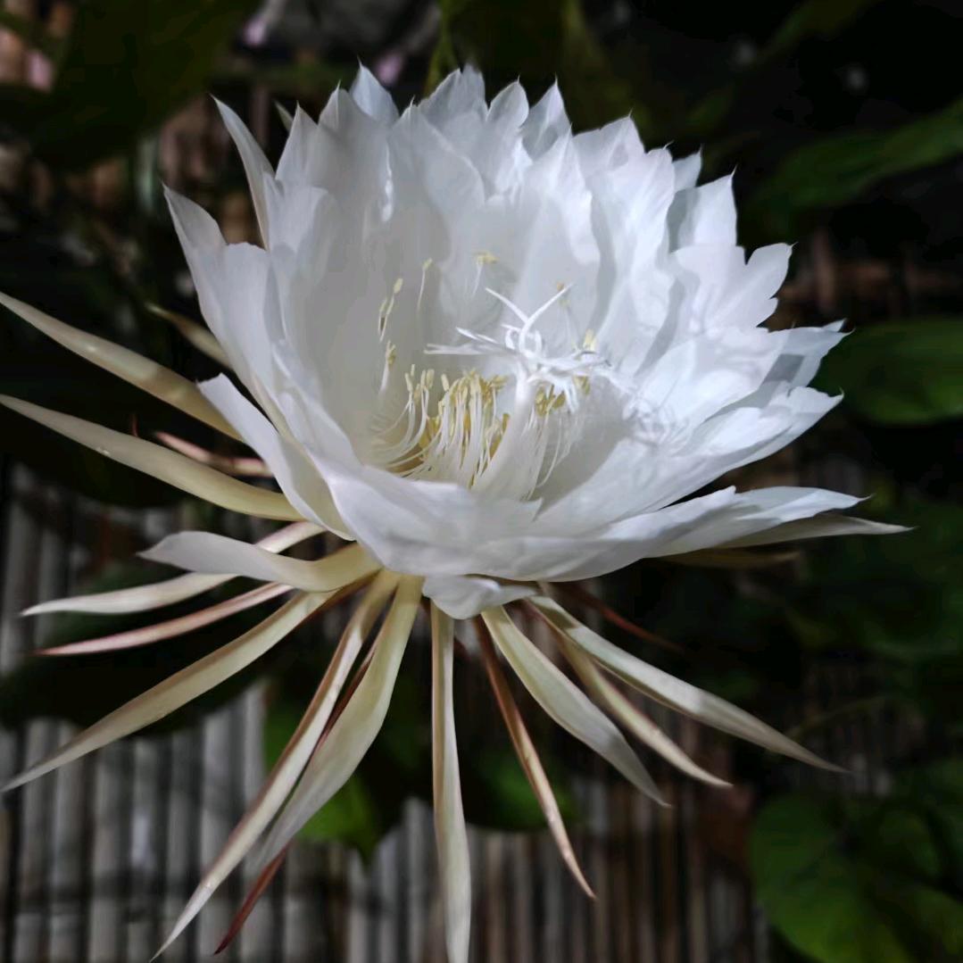 沙子