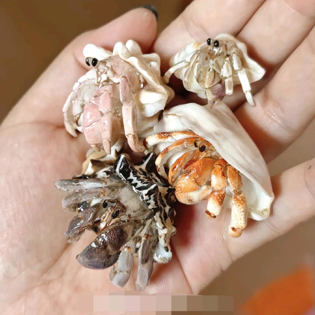 小飘卖寄居蟹1