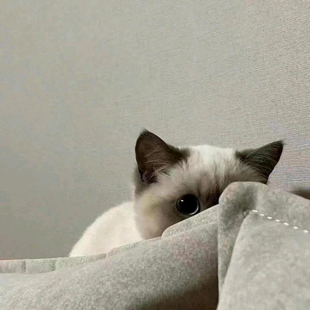 茉莉