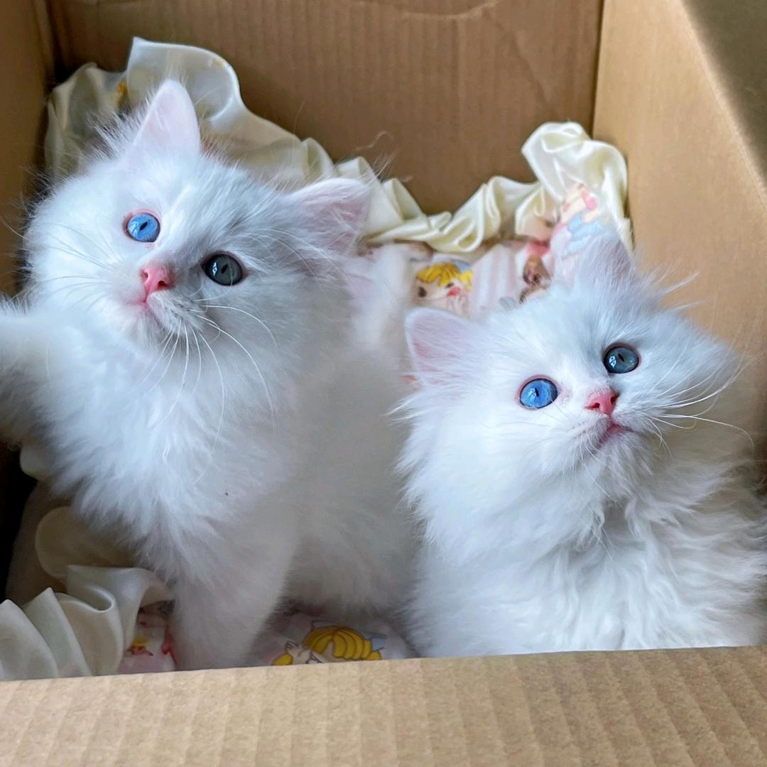 山东狮子猫繁育中心f5