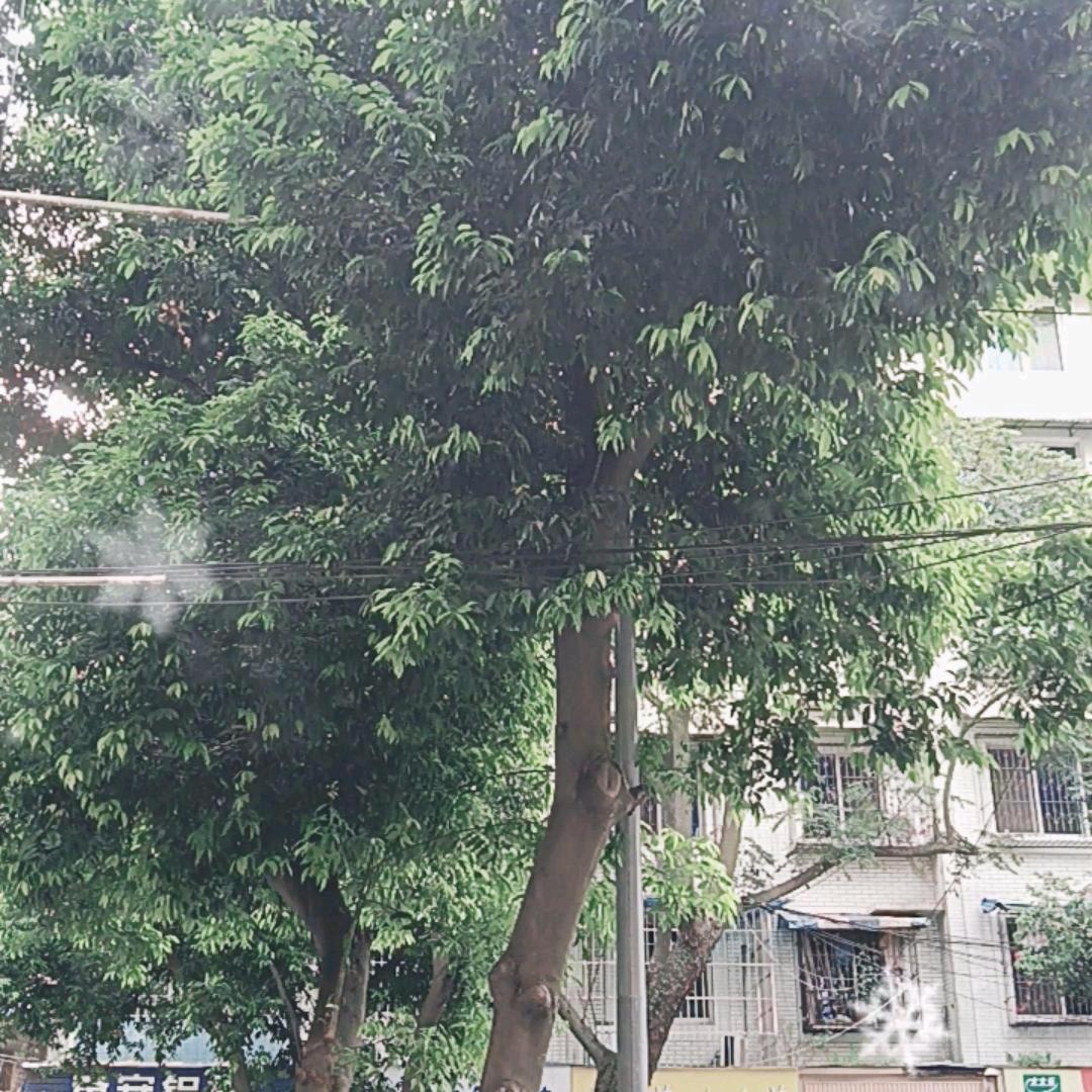 相迎姐
