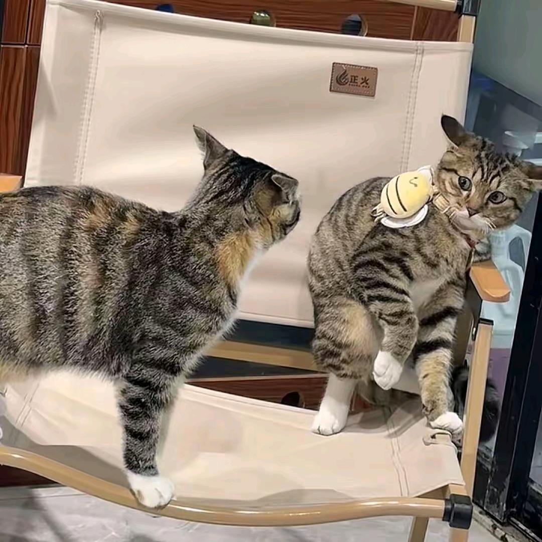 AAA G8建材批发B哥