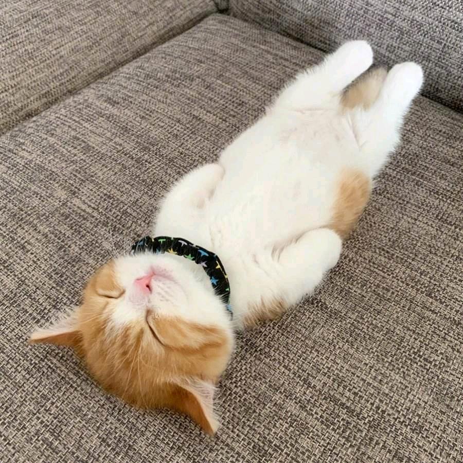 小萱子
