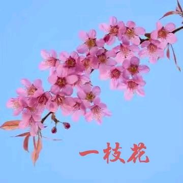 一枝花
