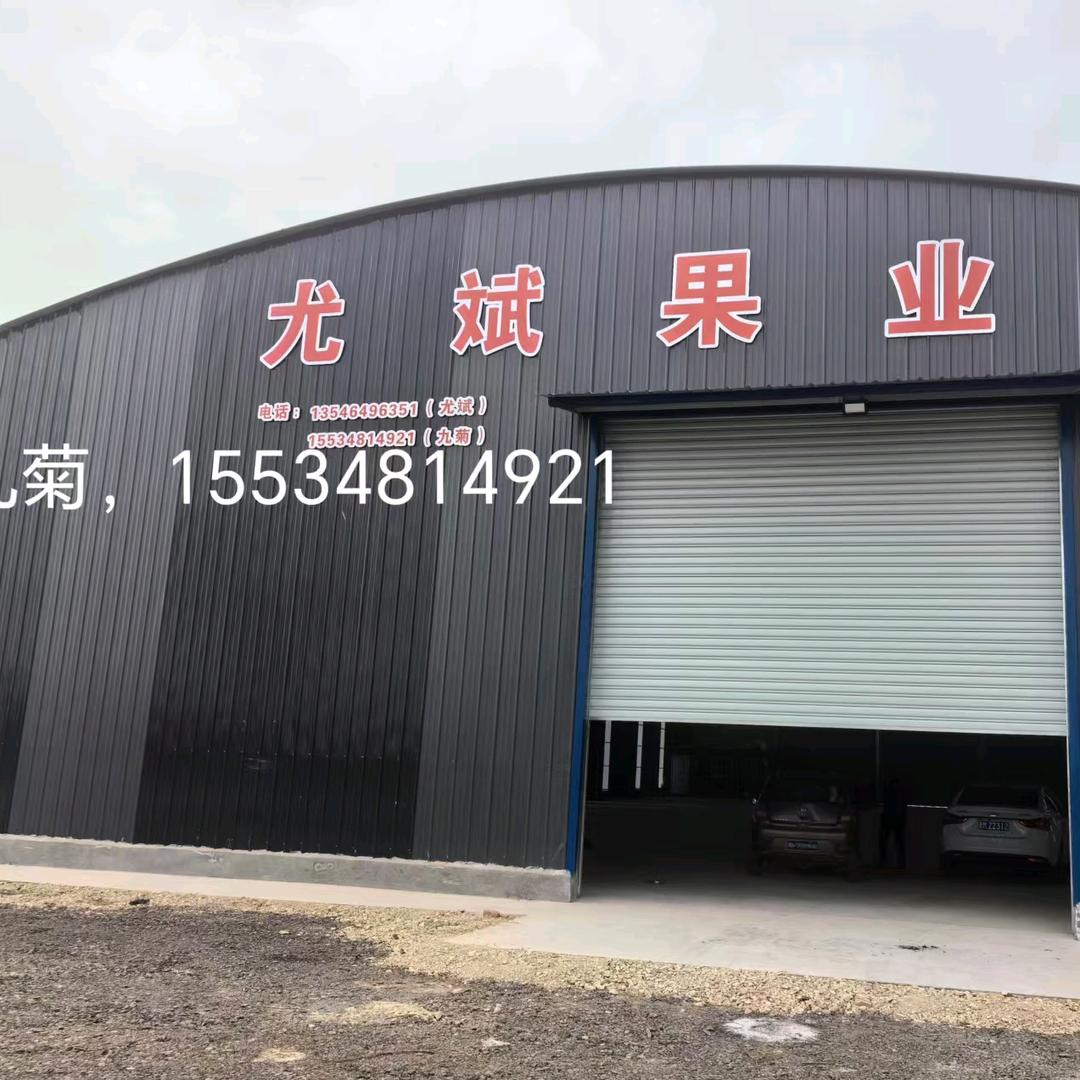 尤斌果业  菊