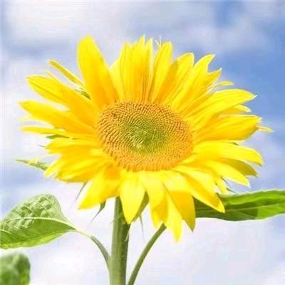 🥀餘生ꦽ愛᭨自身ꦾᩚ࿐