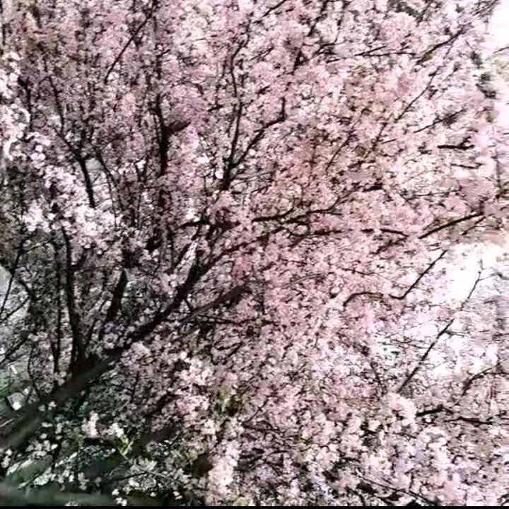 花开花落