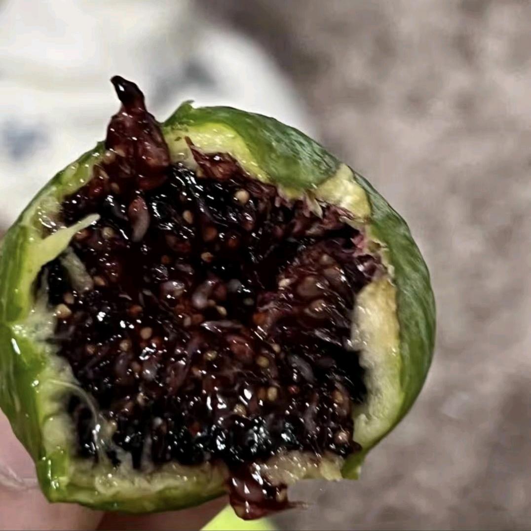 无花果盆栽