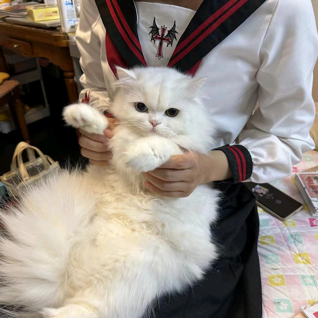 小猫要饭
