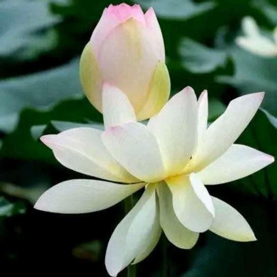 一念…花开