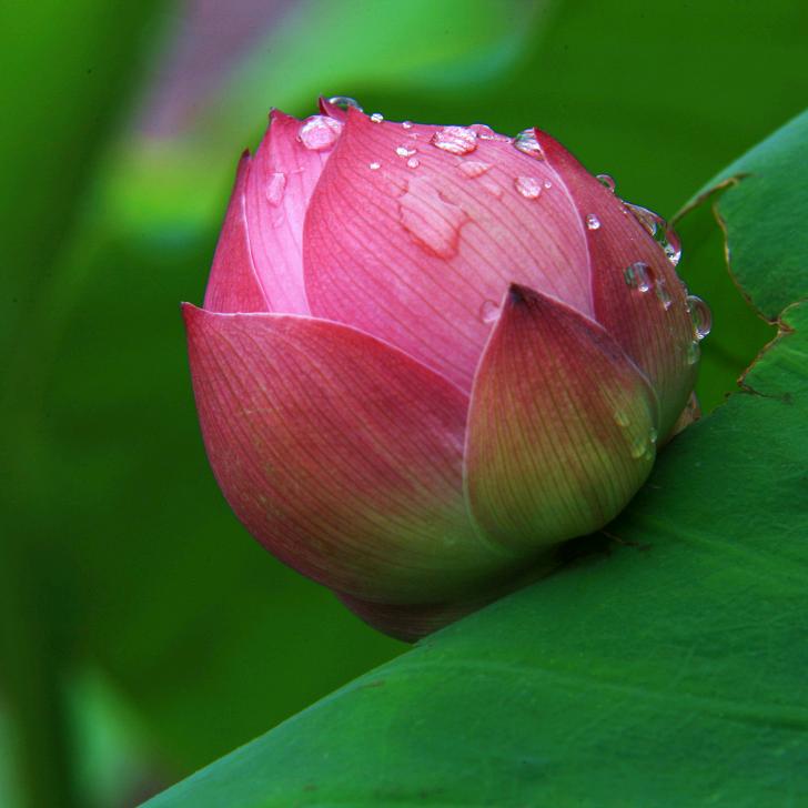 花生小鸟🥝