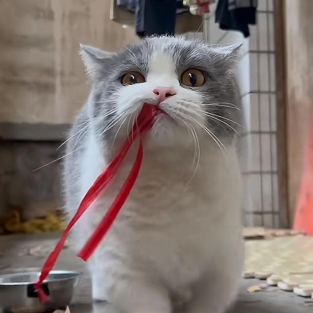 辰悟