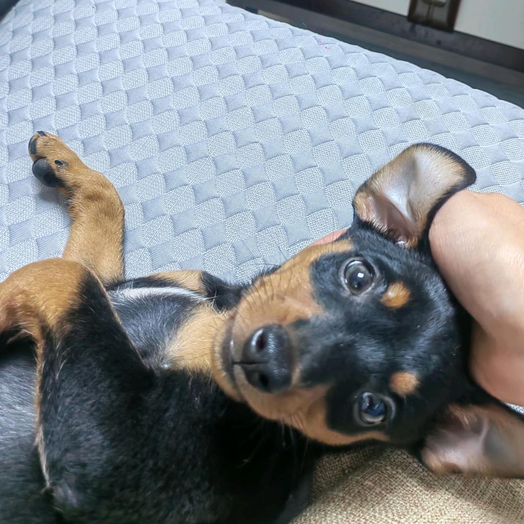我叫小元宝