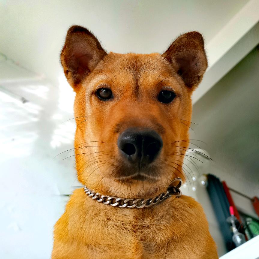 丧彪 是只田园犬