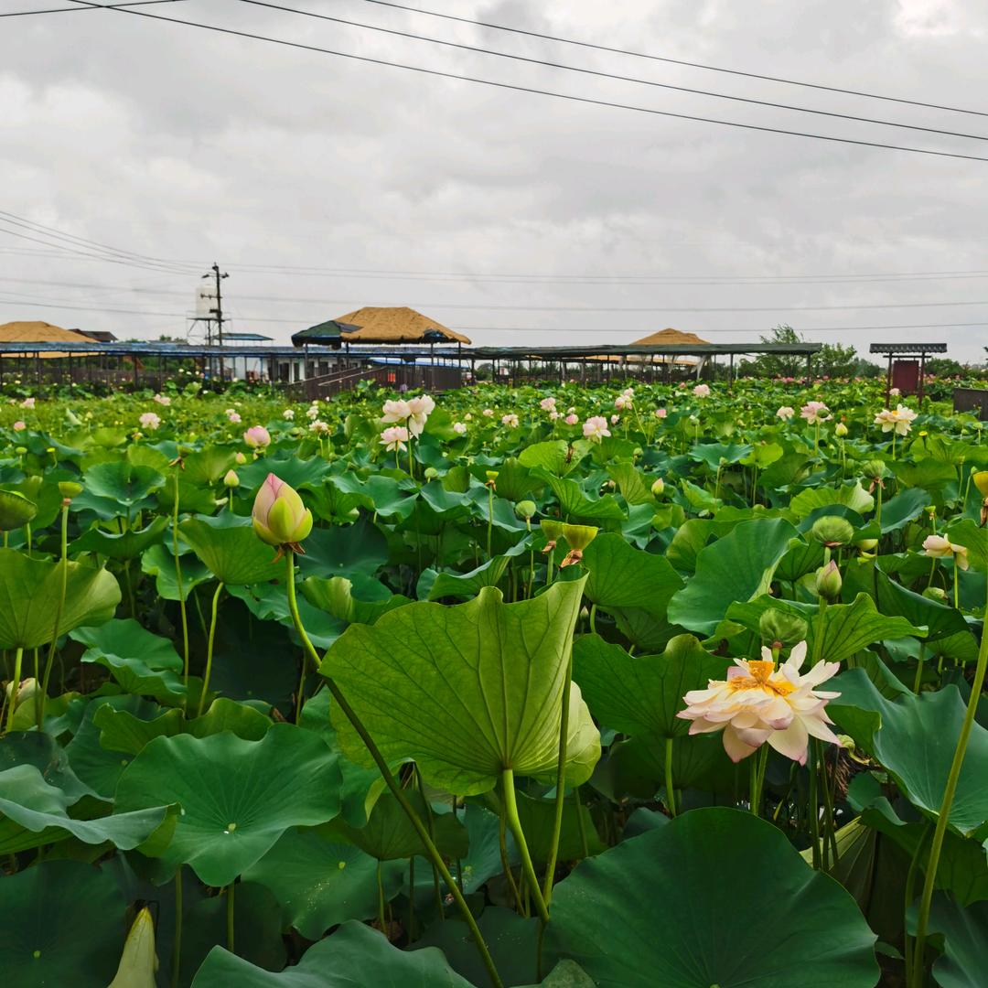 再生物资回收站