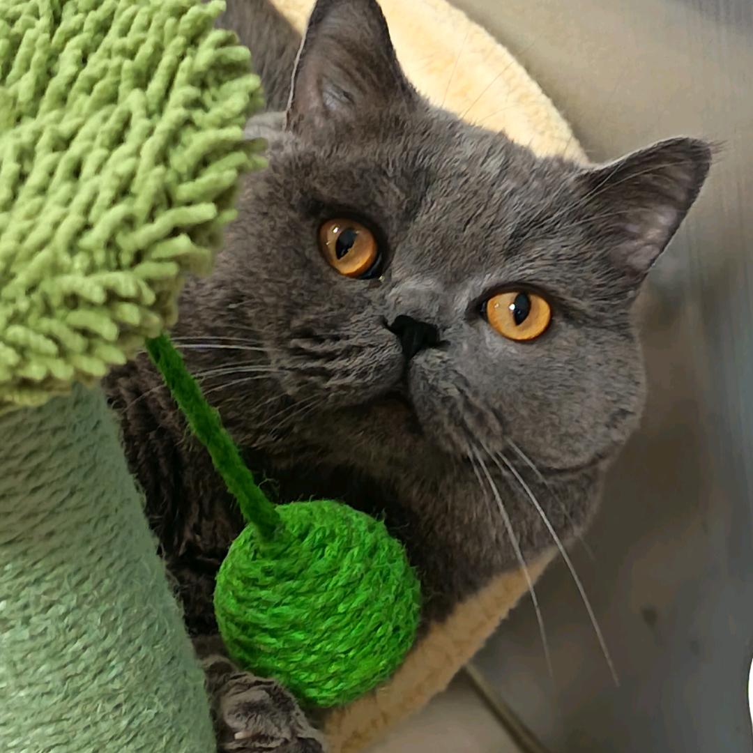 仔仔不可爱（2岁🎂）