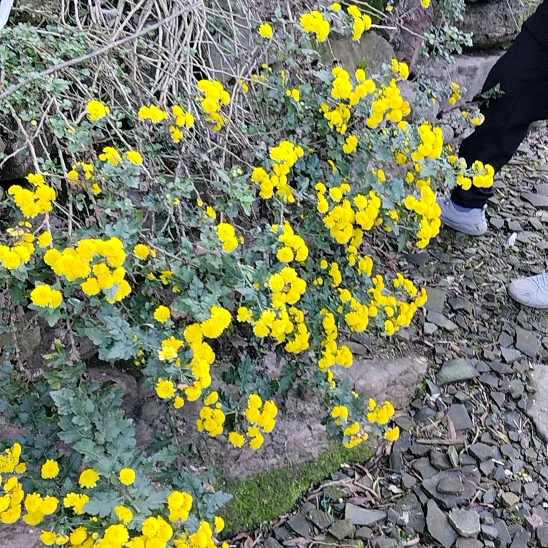 自己不坚强谁替我扛