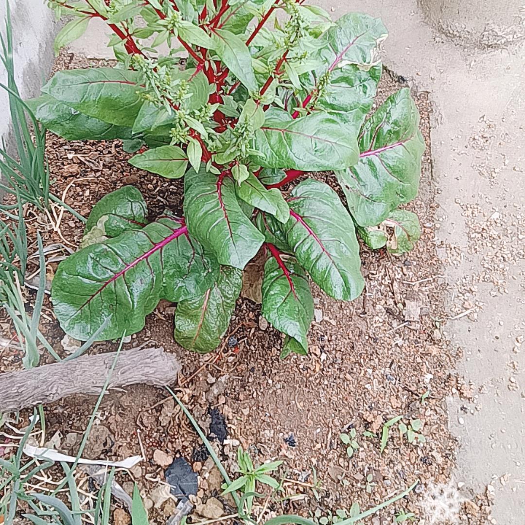 枣庄菜煎饼（收学员）