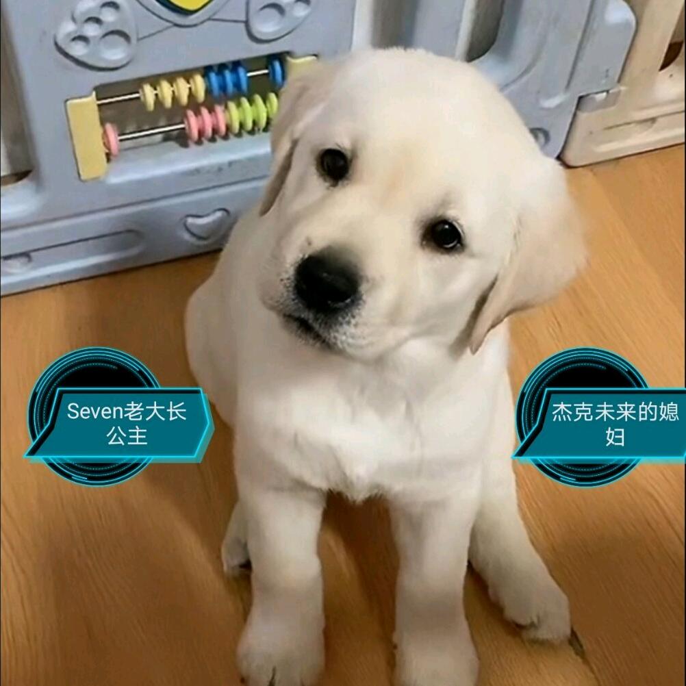 杰克小老大
