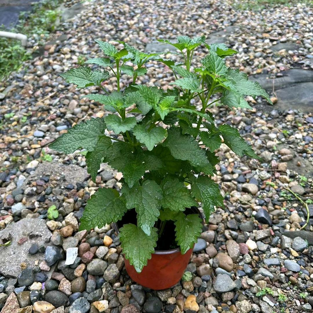 珊珊花卉