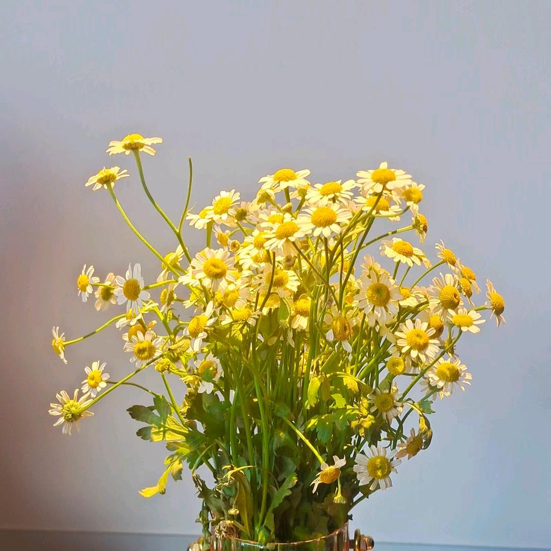 🌈🌻橙子很甜🍊🌻🌈