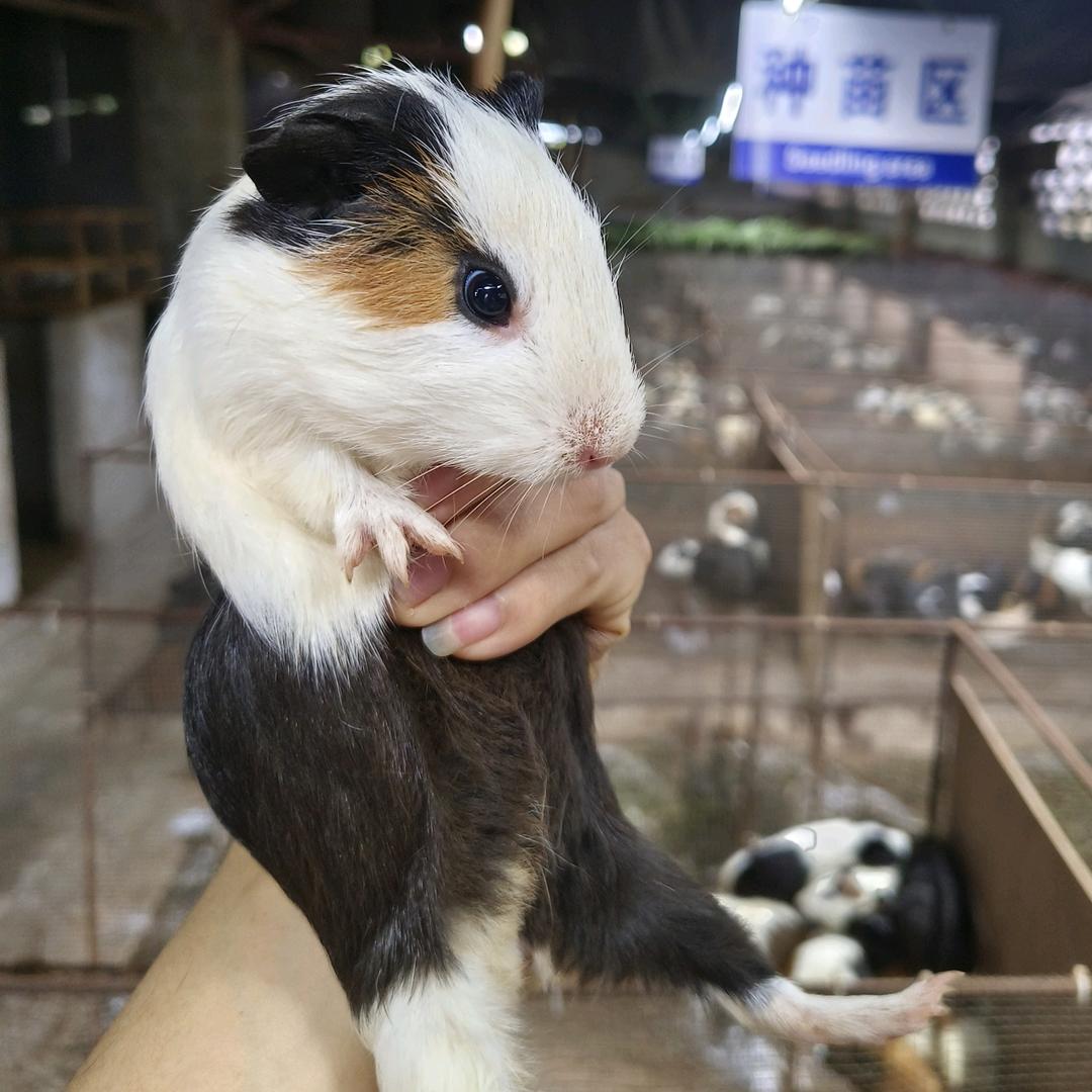 李哥说豚鼠