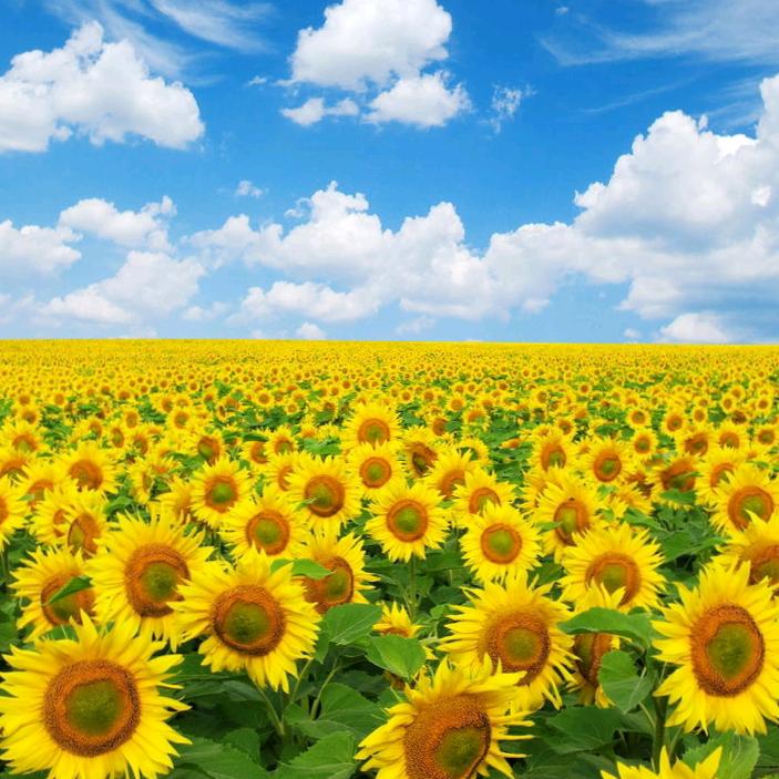 人间何处无风景