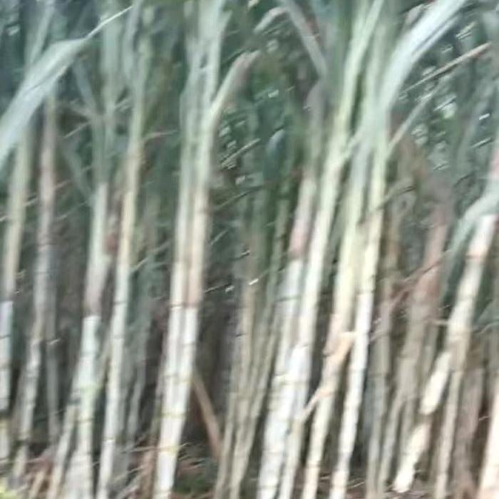 依稀A