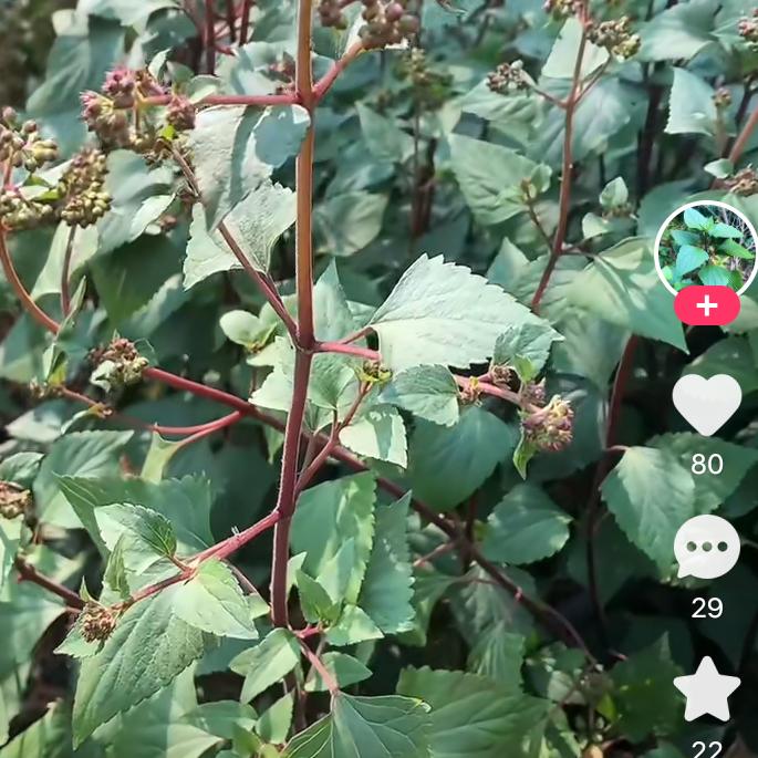 7238955655321