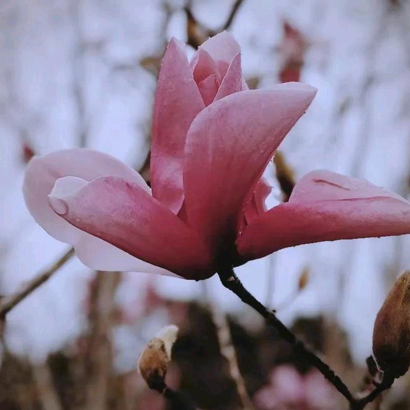 一九一五（鄄）